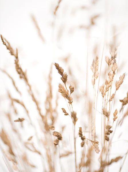 Fond de fleurs amd herbe sauvage — Photo