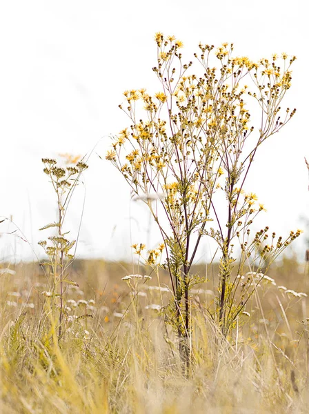 Backgound van wilde bloemen en gras — Stockfoto