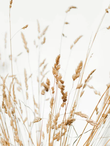 Fond de fleurs sauvages et d'herbe — Photo