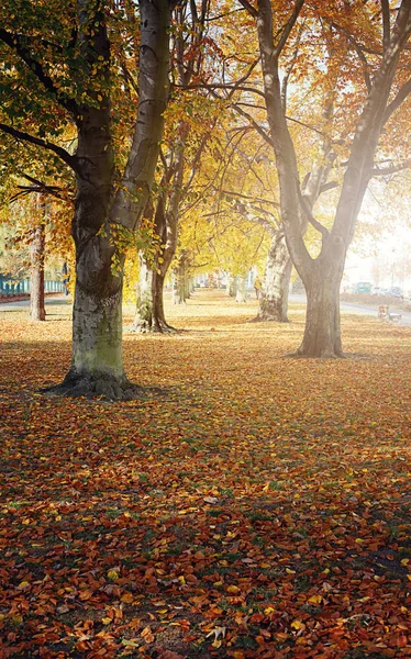Hösten. Guld träden i en park — Stockfoto