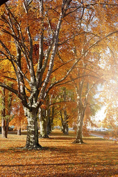 Hösten. Guld träden i en park — Stockfoto