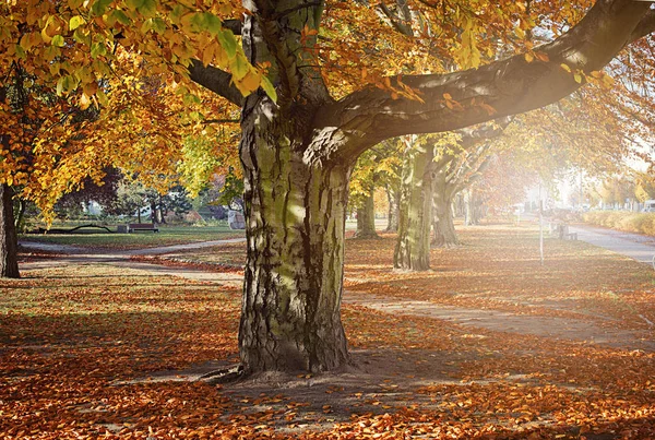 Hösten. Guld träden i en park — Stockfoto