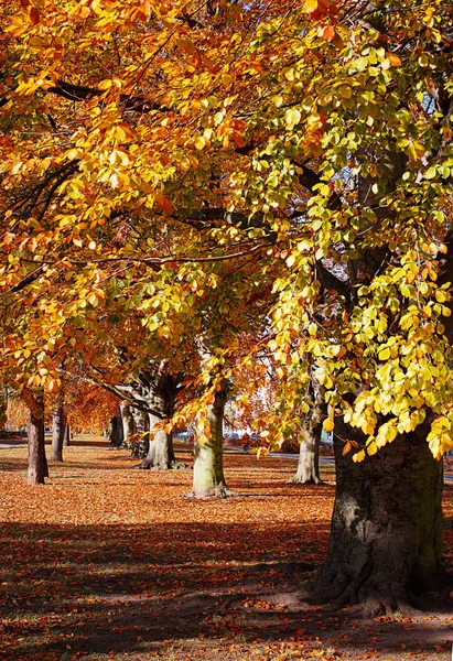 Hösten. Guld träden i en park — Stockfoto