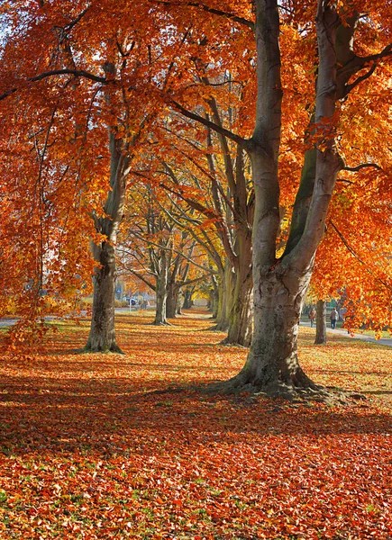 Hösten. Guld träden i en park — Stockfoto