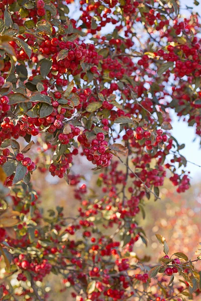 Bacche rosse di albero, stagione autunnale — Foto Stock