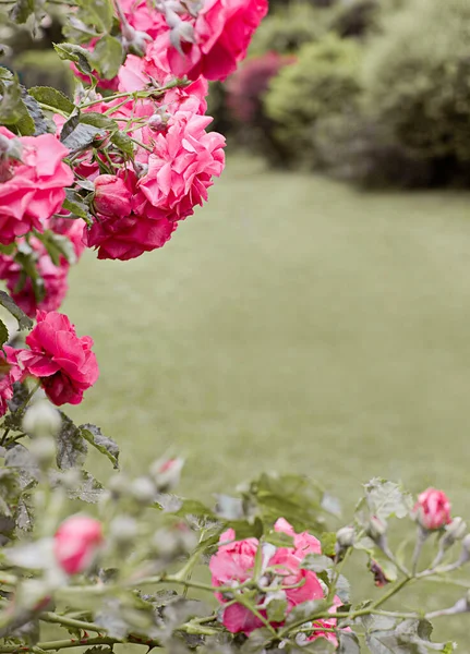 Rosas Rosa Bonitas Jardim — Fotografia de Stock