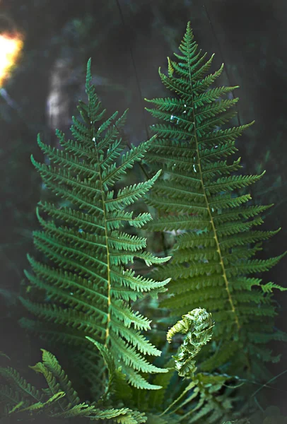 Szelektív Fókusz Zöld Páfrány Levelek Erdőben — Stock Fotó