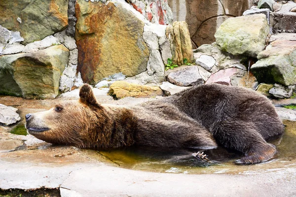 Oso Pardo Ursus Arctos Disfruta Nadando Recinto Del Zoológico — Foto de Stock