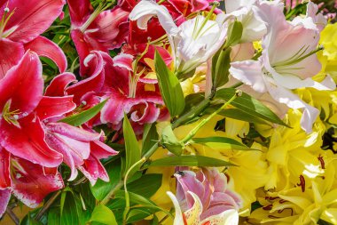 Botanik Bahçesi sergide, güzel renkli lilyum