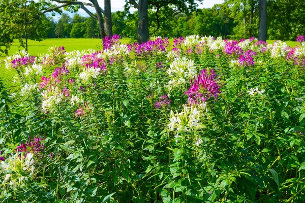 Cortina Arbustos Florecientes Cleoma Paisaje Parque — Foto de Stock