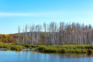 Sonbahar, Kemerovo bölgesi Salair ridge eteklerinde Istok Nehri üzerinde gölet bataklık kıyısında