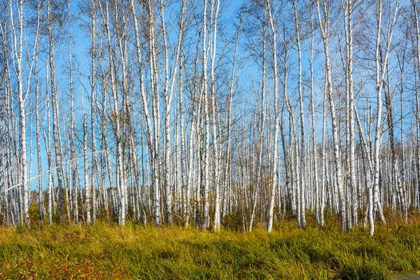 ケメロヴォ地域の沼地の岸に秋の白樺林 — ストック写真