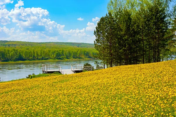 黄色いタンポポ ケメロヴォ地域 ロシアの草原博物館リザーブ Pisanitsa ロシア 2018 展望台 — ストック写真