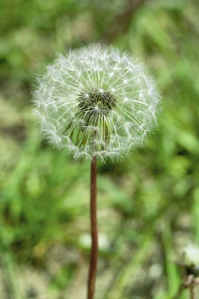 セイヨウタンポポ 熟した思春期種と花をつける矢印 — ストック写真