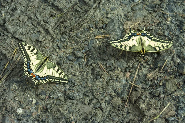 Papilio Machaon Papillons Sur Rive Humide Ruisseau Sibérie Occidentale — Photo