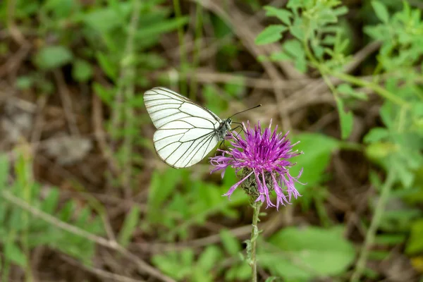 Aporia Crataegi Motyl Chaber Łąkowy Kwiat — Zdjęcie stockowe