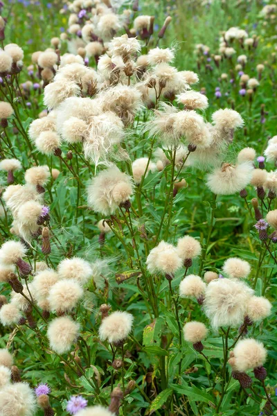 Tüylü Tohumlar Cirsium Arvense Çayırda Çiçekler — Stok fotoğraf