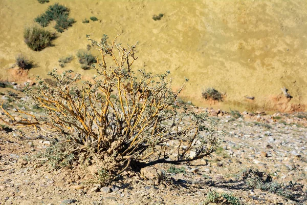 Bush Caragana Pygmaea Údolí Kyzyl Brada Chuya Stepi Republika Altaj — Stock fotografie