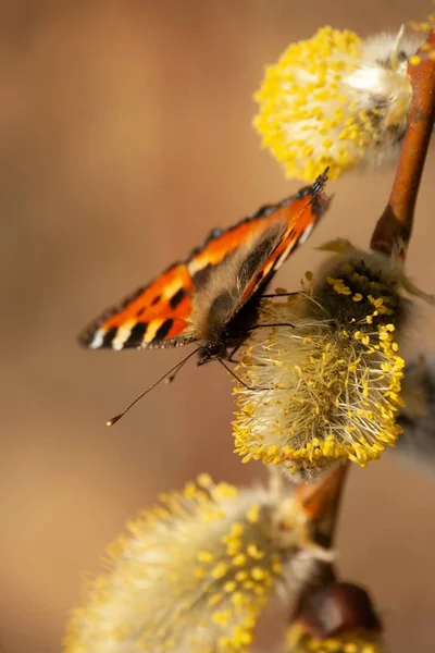 Aglais Urticae Borboleta Bebe Néctar Das Flores Salgueiro — Fotografia de Stock