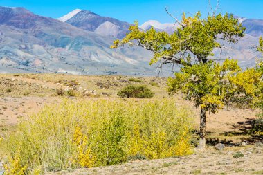 Kurumuş nehir kızıl-Chin, Chui bozkır, Altay Cumhuriyeti yatak