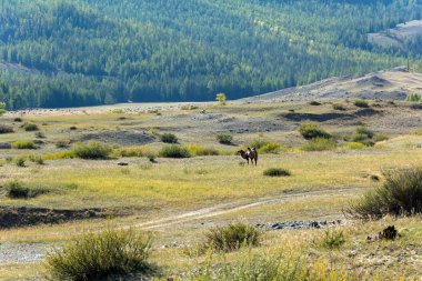 Chuya bozkır, Altay Cumhuriyeti vahşi Bactrian deve