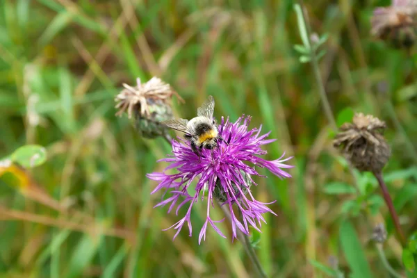 大黄蜂以花蜜为食的紫花 — 图库照片