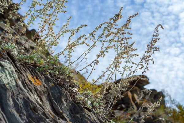 Artemisia Rutifolia Kreupelhout Rotsen — Stockfoto