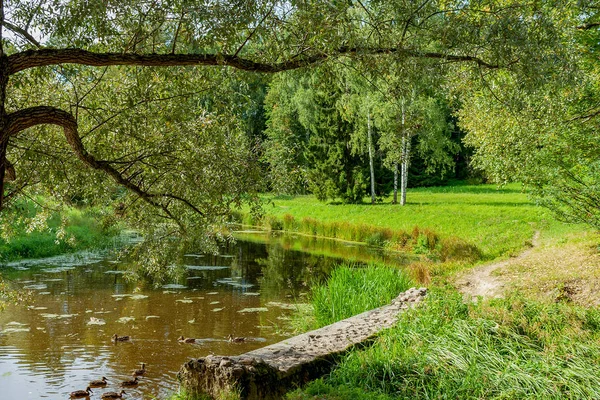 一个风景如画的池塘 岸边覆盖着各种树木 — 图库照片