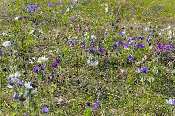 Glade Orman Büyümüş Pasqueflower Uyku Çim Veya Pulsatilla Patens Bir — Stok fotoğraf