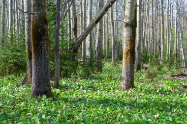 Glade ile bahar campanula'lar kavak orman içinde büyümüş