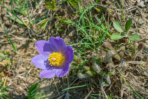 Pasqueflower Lub Sleep Grass Pulsatilla Patens Jeden Wiosennych Pierwiosnek Zachodniej — Zdjęcie stockowe