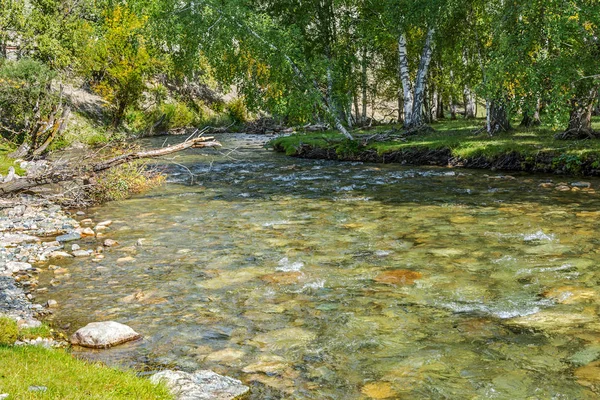 Natursköna Floden Stora Ilgumen Altai Republiken — Stockfoto