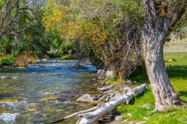 Doğal nehir büyük Ilgumen, Altay Cumhuriyeti