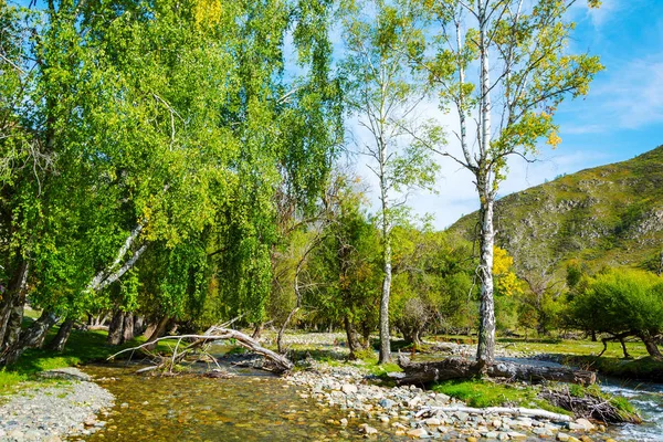 Scenic river Big Ilgumen, Altai Republic