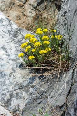 Alyssum kaya (Aurunia saxatile)