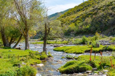 Altay dağlarında büyük Ilgumen Nehri