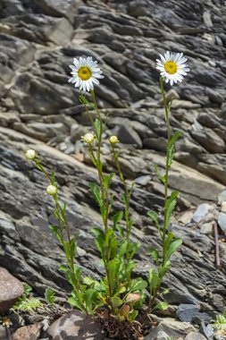 Kayalar arka planda papatyalar Blooming Bush