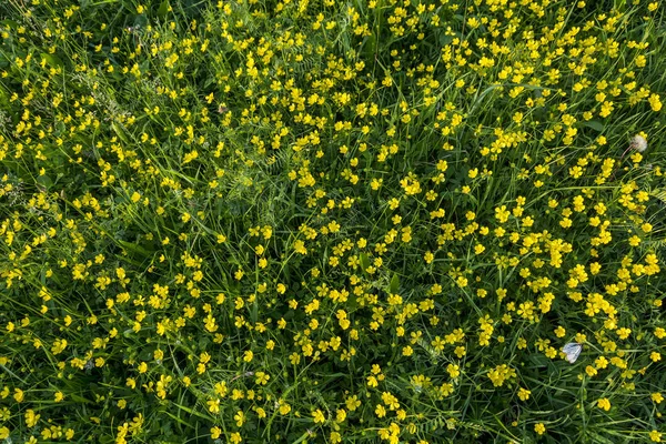 The lush flowering of the Buttercup acrid — Stock Photo, Image