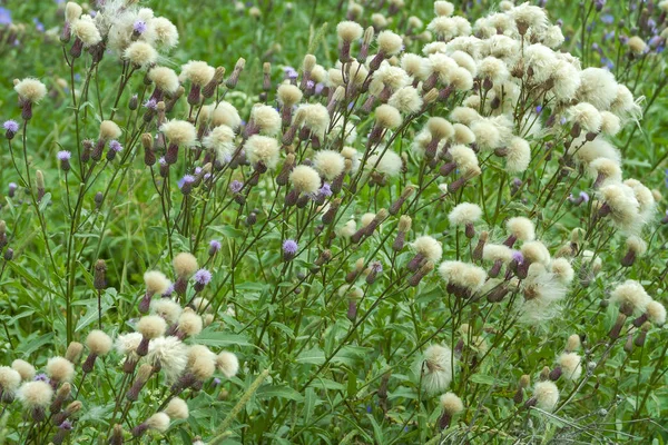 Thickets of plants of Cirsium arvense — Stock Photo, Image