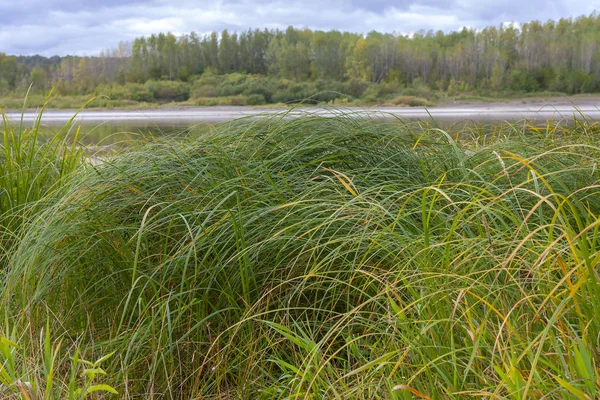 Espesuras de juncos en la orilla del río —  Fotos de Stock