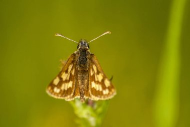 Moth Loxostege sticticalis on plant clipart