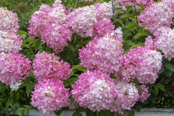 Flowering shrubs Hydrangea paniculata — Stock Photo, Image