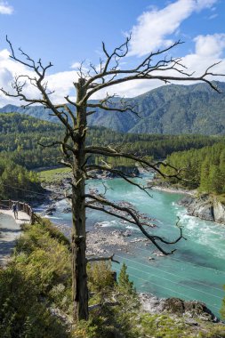 Katun nehri Chemal köyü kıyısında yürüyüş parkuru
