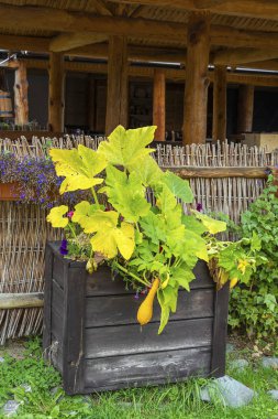 Kabak Botanik bahçesinde bir kapta yetiştirilen