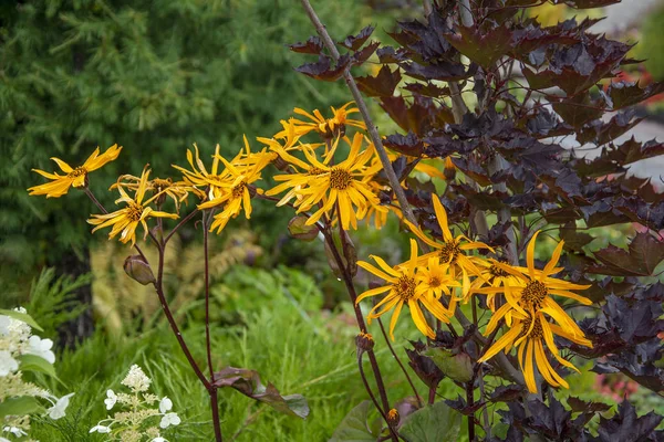 Prachtige weelderige Bush Rudbeckia — Stockfoto