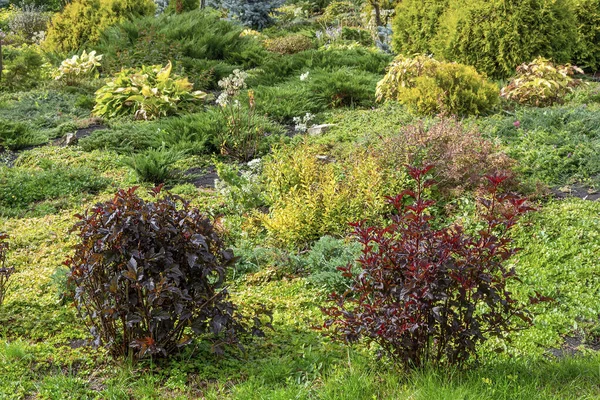 Μια από τον κήπο με όμορφους καταπράσινους θάμνους — Φωτογραφία Αρχείου
