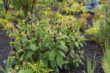 # Bahçenin güzel, gür çalıları #