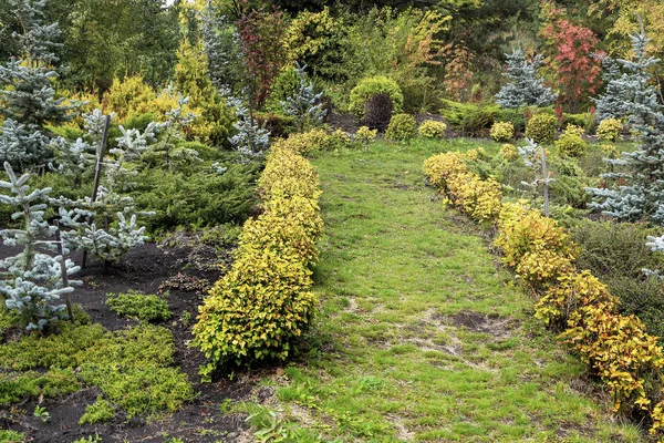 Rea av trädgården med vackra frodiga buskar — Stockfoto