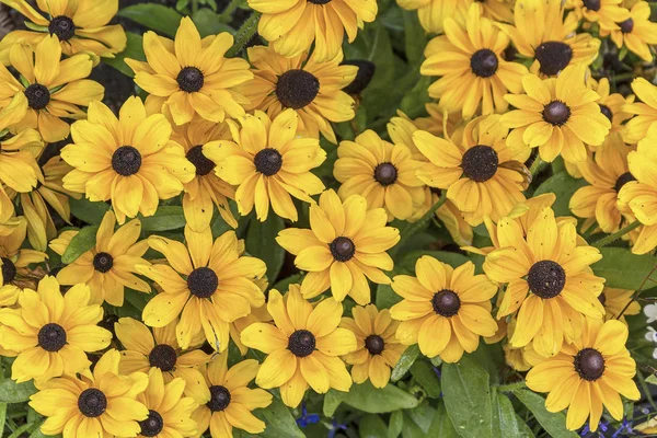 Mooie weelderige tuinbloemen Echinacea — Stockfoto