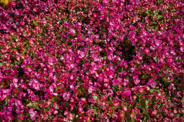 Flower bed of luxuriously flowering  balsam — Stock Photo, Image
